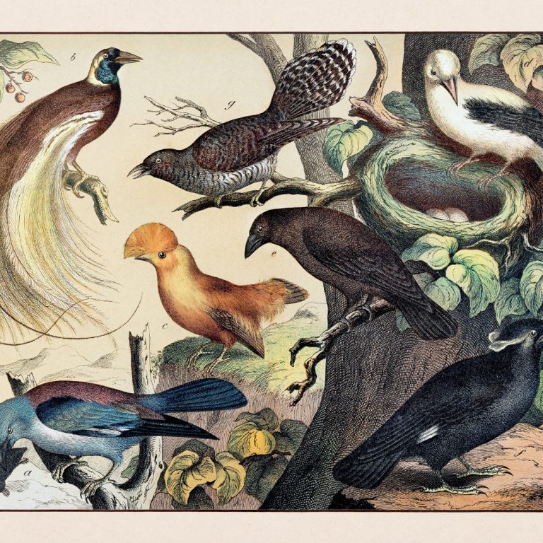 The Gospel According to Birds